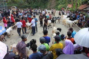 45 ekor kambing etawa